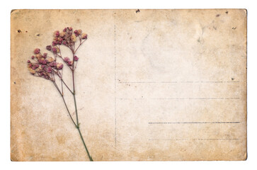 Blank old vintage postcard with dry flower isolated