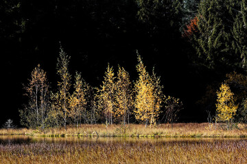 Poster - bouleaux en automne