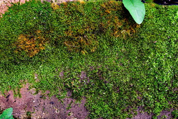 green moss on the brick surface