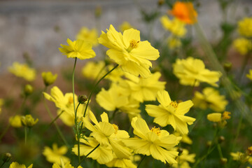 Wall Mural - cosmos caudatus is a yellow flower native to latin america and west indies in trawas, mojokerto, eas