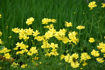 Wall Mural - cosmos caudatus is a yellow flower native to latin america and west indies in trawas, mojokerto, eas