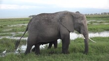 Animals. Elephants. Africa. A Herd Of Elephants Walks On The Savannah.