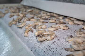 Processing frozen shrimp in a factory in Vietnam