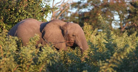Wall Mural - african elephant in chobe national park with sunset colors in botswana. africa safari wildlife