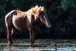 Wild horse shaking his head to get rid of flies and bugs in a river