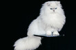 Biały długowłosy kot brytyjski na czarnym tle