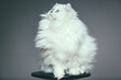 Biały długowłosy kot brytyjski