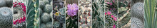 Various Cactuses Collage, Different Cactus Collection, Mix