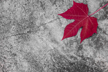 a maple leaf fall above concrete floor background