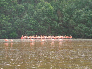 Wall Mural - The mangroves and flamingo herds of Celestun in the Gulf of Mexico, Yucatan