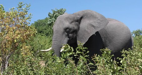 Wall Mural - majestic african elephant in chobe national park, green vegetation after rain season, botswana safar