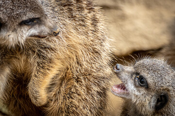 Wall Mural - two fighting meerkats