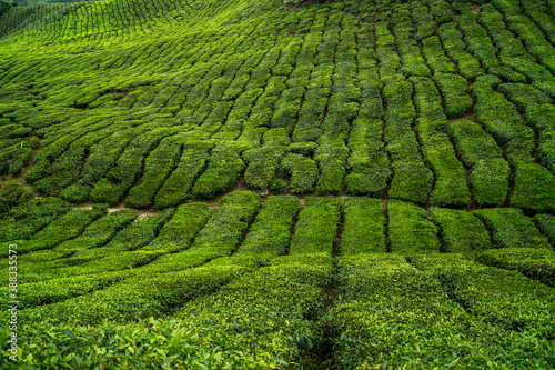 Fotomural green tea leaves stripes on plantation