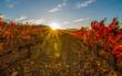 Vineyards of La Rioja with autumn colors, reds, oranges,