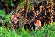 A Beautiful View Of A Young Red Toadstool Growing Under A Small Granite Overhang.