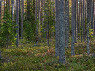  Brown pine trunks in a pine forest on a sunny day