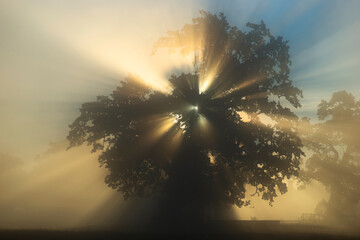 Wall Mural - back lit oak trees in early foggy morning