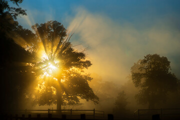 Wall Mural - back lit oak trees in early foggy morning