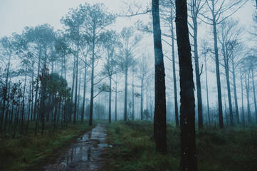 Wall Mural - tropical pine evergreen forest with fog and mist, phu kradueng national park, thailand