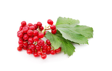 Poster - Twig of red viburnum with leaves.