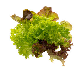 Lettuce isolated on a white background.