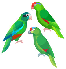 Poster - Stylized Amazon Parrots - Green-cheeked Amazon, Hispaniolan Amazon and Diademed Amazon