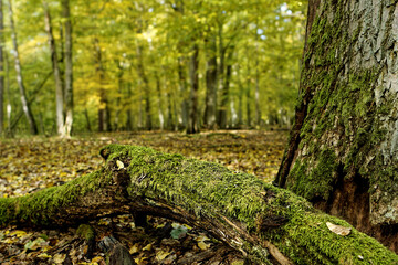 Fallen mossy tree trunk in autumnal forest. Dead tree log covered in moss.  Copy space.