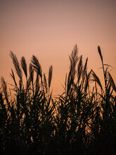 Silhouettes Of Grass Panicles On The Background Of Sunset