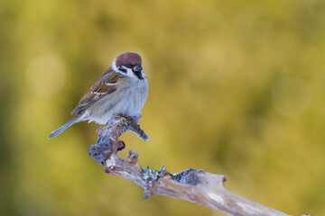 Wall Mural - tree sparrow, passer montanus