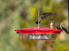 Two Hummingbirds Face Off Over Territory At A Feeder