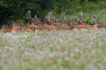 Wall Mural - A herd of Fallow deer (Dama dama) standing on grass