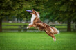 Aussie dog catches flying frisbee disc in the air. Pet playing outdoors in a park.  Australian Shepherd breed.