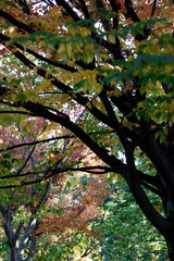 Wall Mural - Autumn in the city