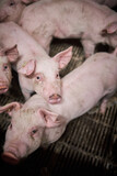 Fototapeta Tęcza - Young pigs in hog farms, Pig industry