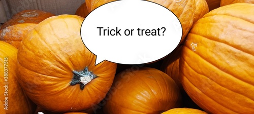 Fotografía pumpkins and gourds - trick and treat