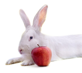 Sticker - White rabbit and apple.