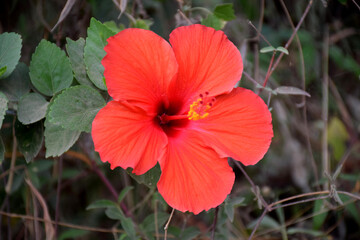 Wall Mural - close-up of hibiscus flowers