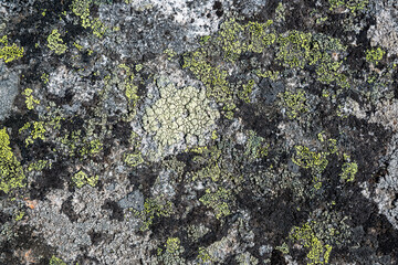 Wall Mural - Natural texture of a stone covered with lichen. Lichen patterns on a rock surface. Natural background. Closeup top view. The nature of the Arctic. Polar region.