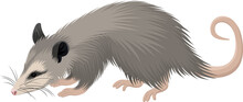 Vector North American Opossum (Didelphis Virginiana) Illustration