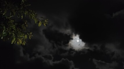 Wall Mural - night landscape of sky with clouds and full moon behind silhouette of tree branch, 4k