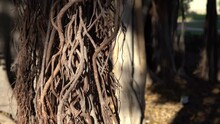 Air Roots Of The Ficus Tree