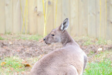 A Kangaroo Looks Over Its Shoulder
