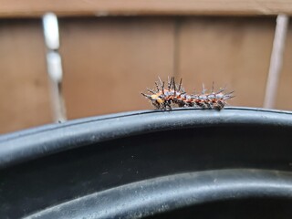 the caterpillar