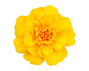 Poster - Yellow Marigold flower (Tagetes erecta) isolated on white background with clipping path
