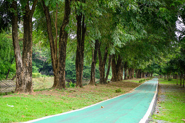 Wall Mural - road in the park