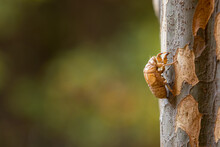Insect Molting Cicada On A Tree In Nature