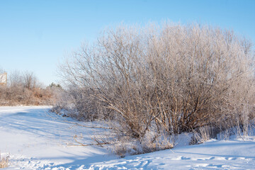  Winter landscape with a bush without leaves and a snowy field, copy space. Can be used as natural winter background.