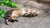 Fototapeta Koty - Tabby cat is lying on his back on his back on a cool street. The cat licks its tongue. Look at the camera.