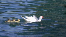 White Muscovy Duck And Three Young Ducklings Swimming On Rippling Water