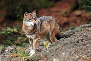 Naklejka na meble The grey wolf or gray wolf (Canis lupus) on the rock. Big wolf on a stone with autumn forest in the background.